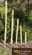 Cocopeats Online Coco Poles Coco Poles for Creeper Plants 2 ft