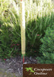 Cocopeats Online Coco Poles Coco Poles for Creeper Plants 3 feet