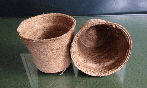 Coir Seedling Cup | Coir Seed Germination Cup | Coco Cup Planting Pots |  CocopeatsOnline